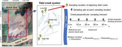The role of tidal creeks in shaping carbon and nitrogen patterns in a Chinese salt marsh